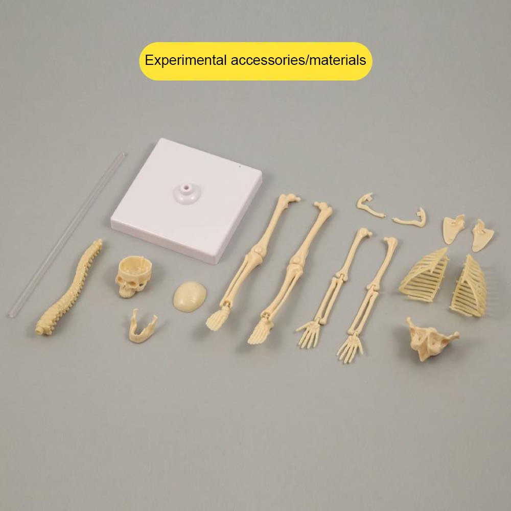 Explore Science Bone Assembly Kit