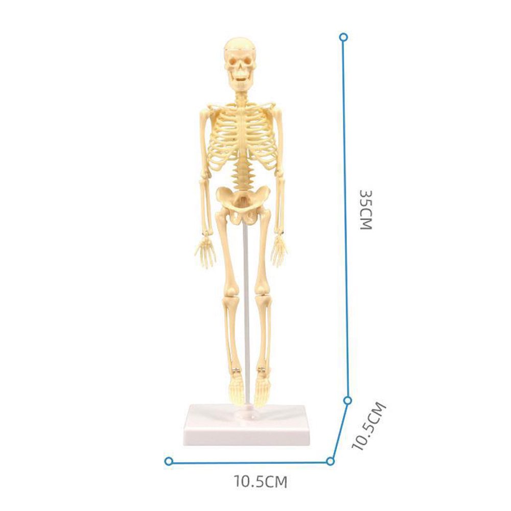 Explore Science Bone Assembly Kit