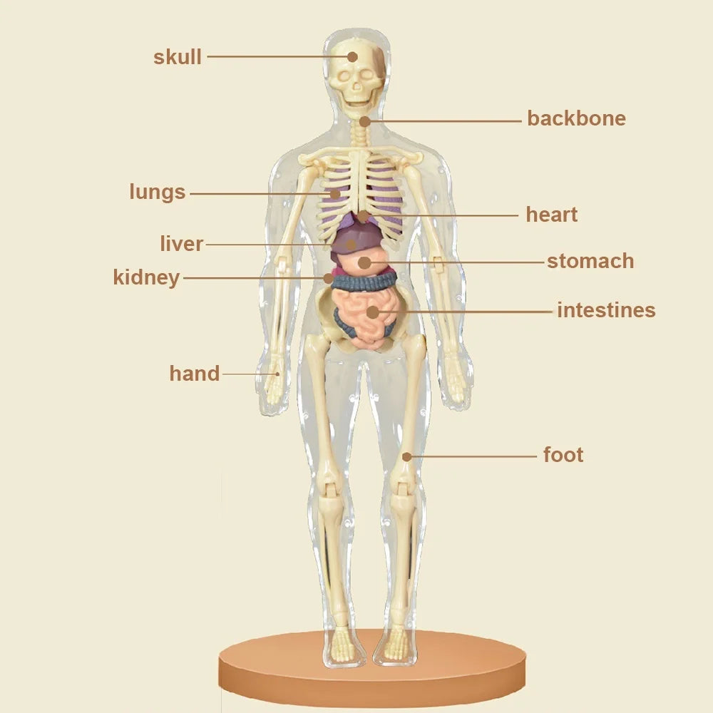 Explore Science Bone Assembly Kit