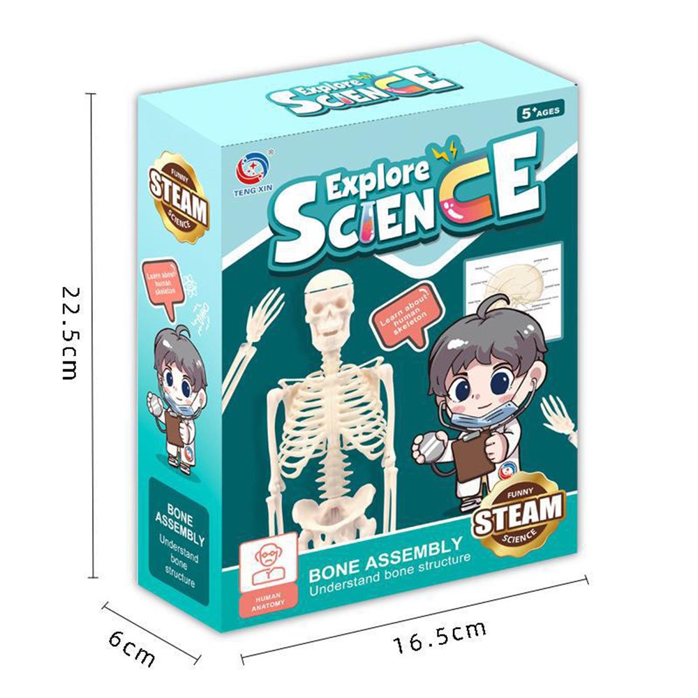 Explore Science Bone Assembly Kit